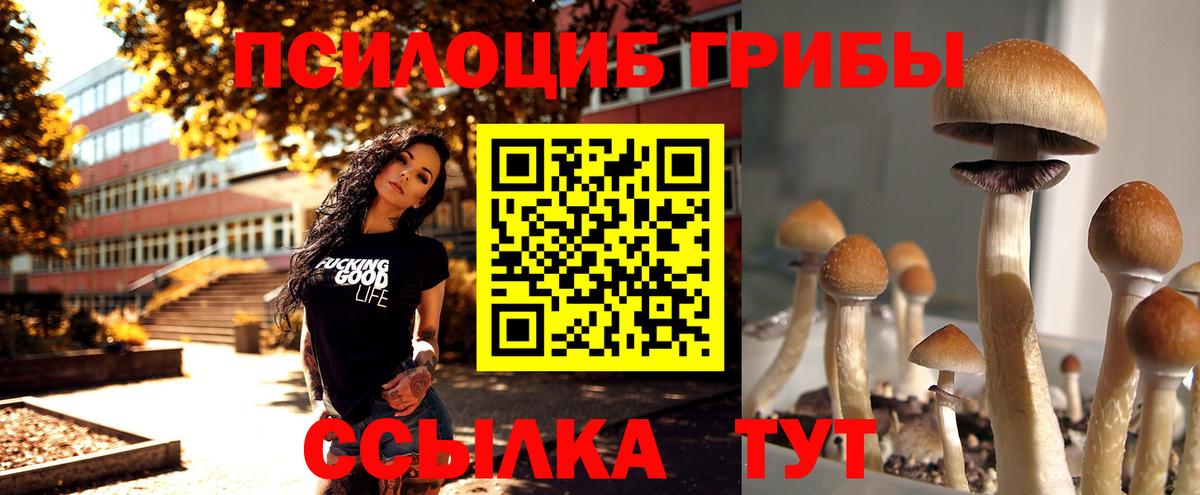 Галлюциногенные грибы Psilocybe  Вход с VPN  Санкт-Петербург 